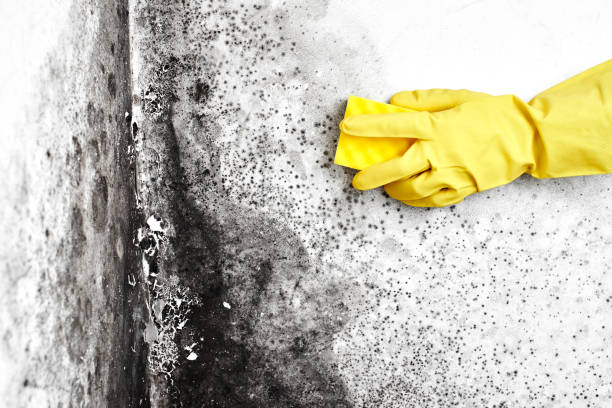 Best Air Quality Testing for Mold Spores  in Lake Marcel Stillter, WA