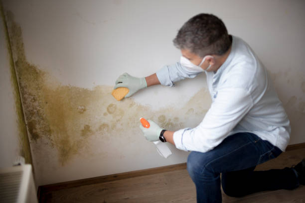 Best Mold Removal for HVAC Installations  in Lake Marcel Stillter, WA