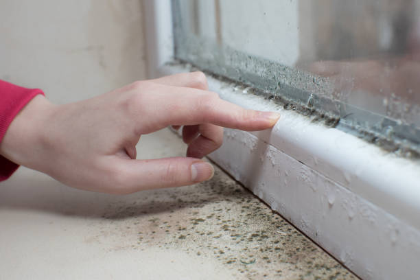 Best Mold Damage Restoration  in Lake Marcel Stillter, WA
