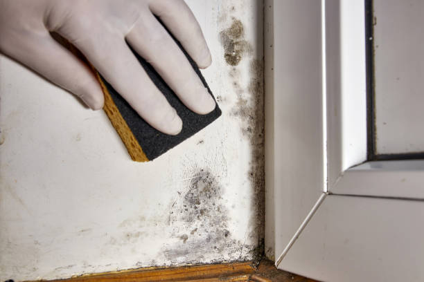  Lake Marcel Stillter, WA Mold Removal Pros